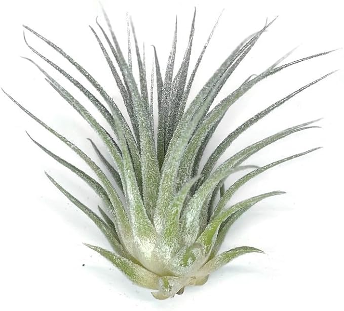 Rainbow Tillandsia Air Plant, Tillandsia Air Plant, Airplant, Air Purification, House Plant, Home Decor & Gift, Live Plant, Healthy Arrival Guarantee (Silver)