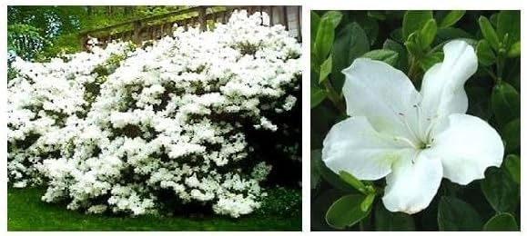 RedCrocus Girard's Pleasant White Azalea- Evergreen Shrub for Borders & Containers, Fragrant Spring Blooms, Deer-Resistant, Pet Safe, Well-Drained Acidic Soil, Compact & Shade Tolerant 3 G