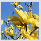Yellow Jane Magnolia Live Plant – 18” Tall Flowering Shrub Tree