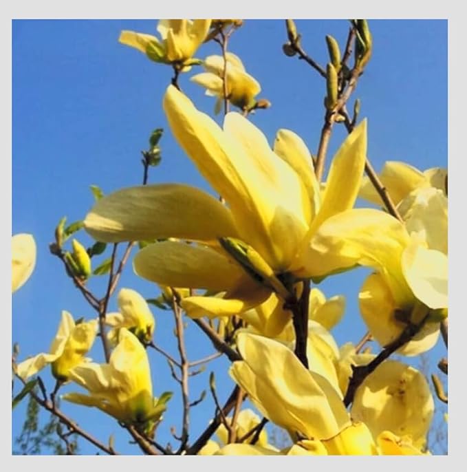 Yellow Jane Magnolia Live Plant – 18” Tall Flowering Shrub Tree