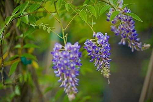 Blue Moon Wisteria Vine - Massive Foot Long Fragrant Flowers - Attract Hummingbirds - 2 - Year Plant by - Japanese Maples and Evergreens