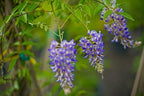 Blue Moon Wisteria Vine - Massive Foot Long Fragrant Flowers - Attract Hummingbirds - 2 - Year Plant by - Japanese Maples and Evergreens