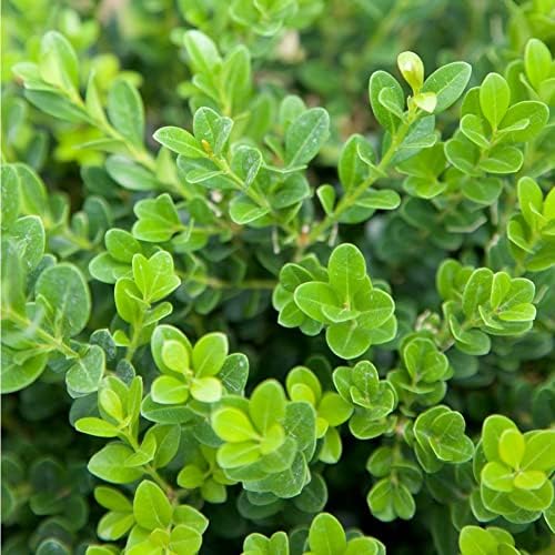 Southern Living Plant Collection 2.5 Quart - Baby Gem Boxwood, Green