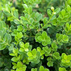 Southern Living Plant Collection 2.5 Quart - Baby Gem Boxwood, Green