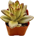 2" Unique Succulents Plants Live, Live Starter Succulent Plants, Easy Care House Plants Rooted in Succulent Soil Mix, By The Succulent Cult (Kalanchoe Tomentosa Chocolate Soldier)
