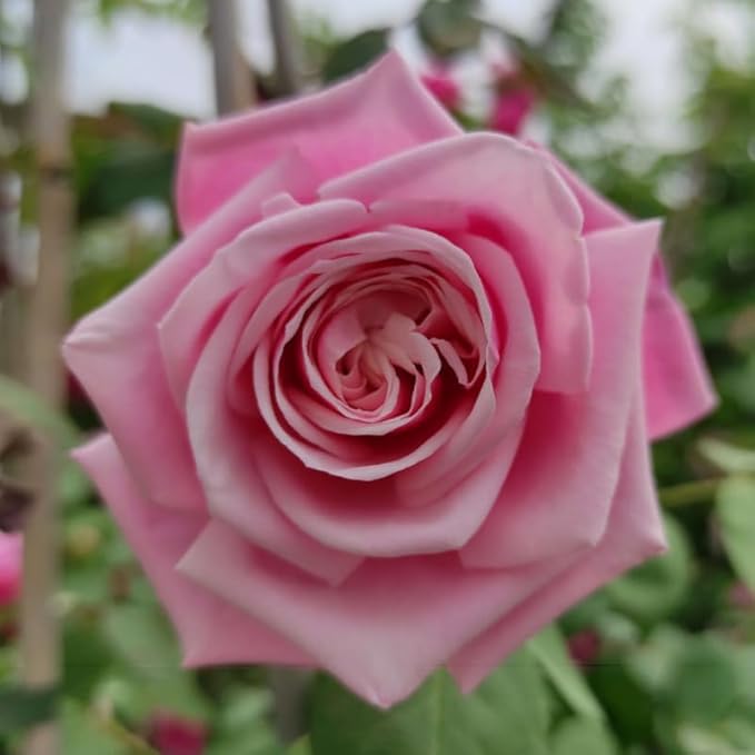 Pink Climbing Rose Live Plant, Can Grow As Rose Bushes Shrubs, Fragrant Ready to Plant, Starter Size, 5 to 10 Inc Tall, Dormant in Winter