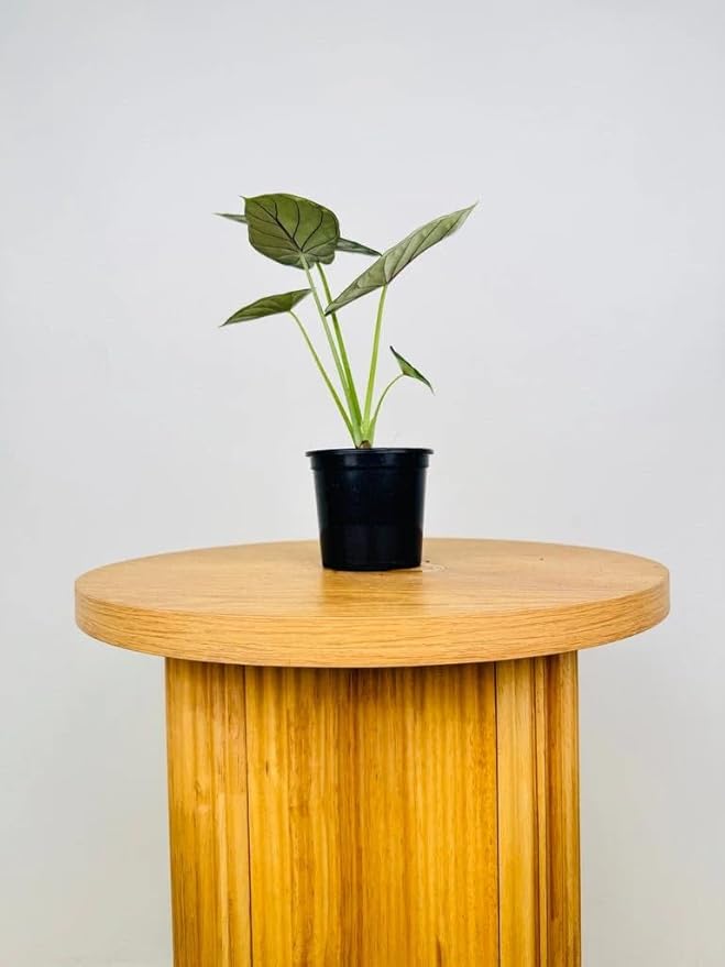 Alocasia Dragon Scale (Alocasia baginda) 5-9" Live Plant - Rare Jewel Alocasia with Highly Textured Foliage - Compact Indoor Houseplant - Collectors Favorite