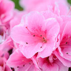 Pink Weigela Live Plant, Spring Blooming Shrub in 4” Pot, Hardy Perennial Flowering Bush for Garden Borders, Cold Hardy, Dormant in Winter