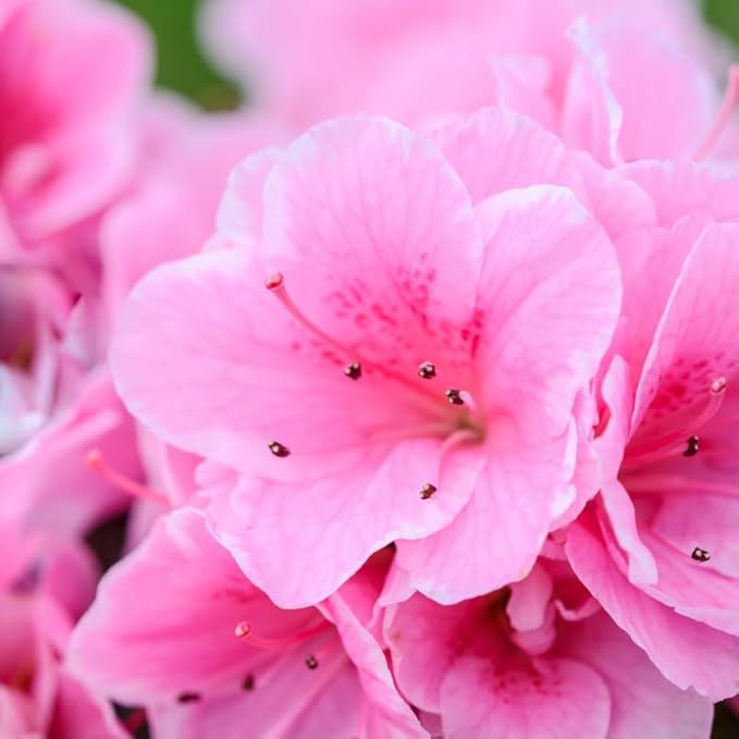 Pink Weigela Live Plant, Spring Blooming Shrub in 4” Pot, Hardy Perennial Flowering Bush for Garden Borders, Cold Hardy, Dormant in Winter