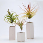 Tillandsia Air Plants, Pack 12 Live Indoor Air Plants, Low Light Tillandsia Houseplants for Terrariums and Decorative Displays