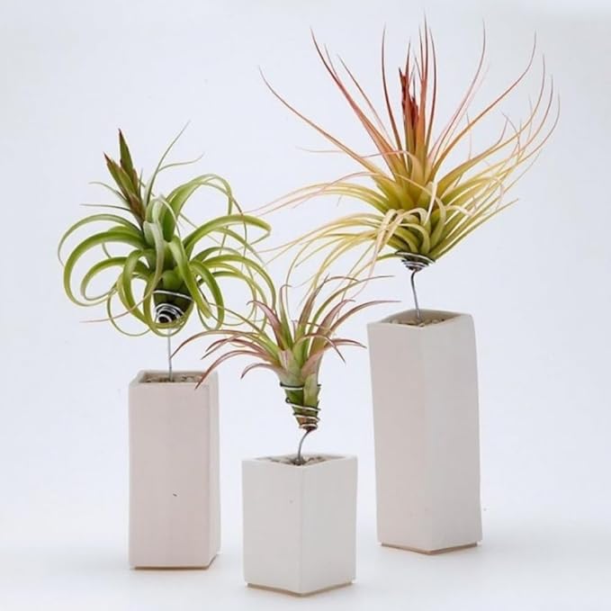 Tillandsia Air Plants, Pack 12 Live Indoor Air Plants, Low Light Tillandsia Houseplants for Terrariums and Decorative Displays