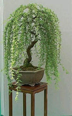 Green Weeping Willow Tree Cutting - Thick Trunk Start, A Must Have Dwarf Bonsai Material.