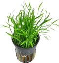 Lilaeopsi Braslilensis Bunch - Brazilian Live Aquarium Plant for Exotic Gardens - Hardy Tropical Perennial - Unique Decorative Greenery - Ideal Aquarium Plants - Potted