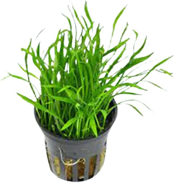 Lilaeopsi Braslilensis Bunch - Brazilian Live Aquarium Plant for Exotic Gardens - Hardy Tropical Perennial - Unique Decorative Greenery - Ideal Aquarium Plants - Potted