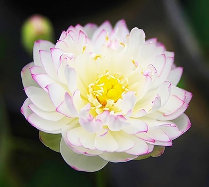 30 PCS Bowl Lotus Seeds Bonsai Lotus Seeds for Planting Water Lily Pink Purple Red Flower Aquatic Plants Seed Pond Plants Non GMO Home Garden Flowering