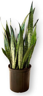Sansevieria Zeylanica Live Plant Indoor/Outdoor in 10 in Grower Pot