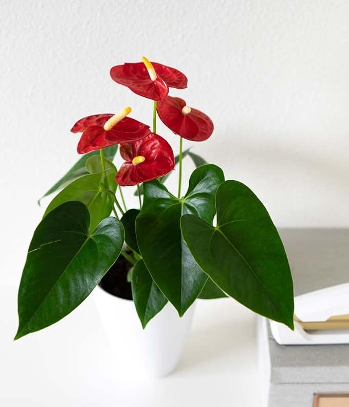 From You Flowers - Anthurium Plant for Birthday, Anniversary, Get Well or Celebration