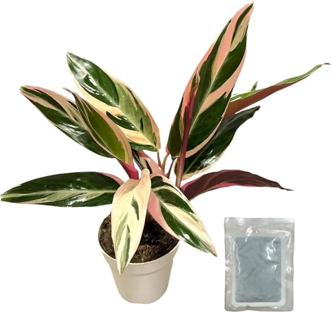 Live Plant Stromanthe Triostar, Tricolor Plant, Pet-Friendly, Air Purifying, 12-16" Tall, houseplant, Gorgeous Live Indoor Plant, Easy to Care, Rare Plant, 4 inch Pot (Heat Pack Included)