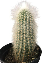 Monkey Tail Cactus Live Plant 2" Pot, Rare White Fuzzy Trailing Succulent, Small Cactus Plant