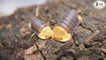 2 Rubber Duckys - Live Isopods for BioActive Terrariums, Vivarium Clean-up Crews, and Reptile Food