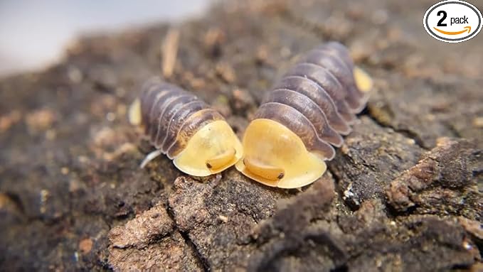 2 Rubber Duckys - Live Isopods for BioActive Terrariums, Vivarium Clean-up Crews, and Reptile Food