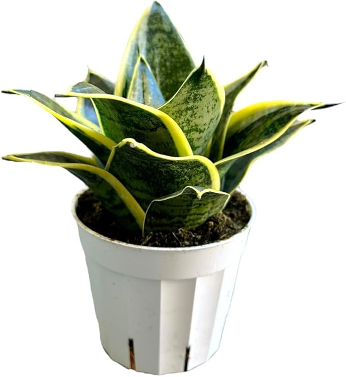 Snake Plant, Sansevieria, Live Indoor Plant, Easy Care, Air Purifying Plant, 4 inch Pot (Ocean Star)