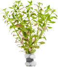 SubstrateSource Live Plants – Mini Rice Paddy Herb (Limnophila aromatica) – Medium to High Light, Green to Reddish-Purple, Midground Accent – Lead Bunch, 1 Pack