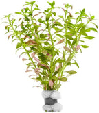 SubstrateSource Live Plants – Mini Rice Paddy Herb (Limnophila aromatica) – Medium to High Light, Green to Reddish-Purple, Midground Accent – Lead Bunch, 1 Pack