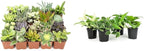 Altman Plants Live Succulents (20 Pack) & Live Pothos Plants (4PK) Indoor House Plants