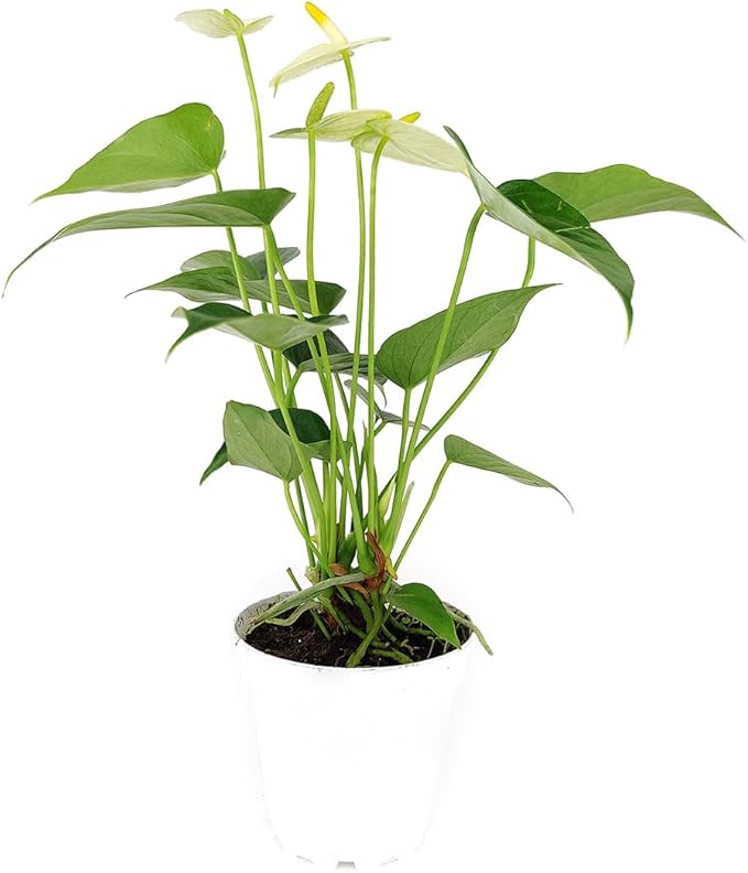 Live Indoor Flowering Houseplants, Anthurium White in 4" Grower Pot, Easy Care Houseplants