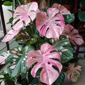 90PCS Fresh Monstera Plant Seeds, Rare Tropical Houseplant Seeds for Indoor & Outdoor Growing | Easy to Grow Exotic Foliage Plant