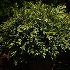 RedCrocus Green Gem' Hybrid Boxwood- Evergreen Shrub for Hedges & Borders, Deer Resistant, Pet Safe, Container Friendly, Well-Drained Soil, Easy Care 1 Gallon