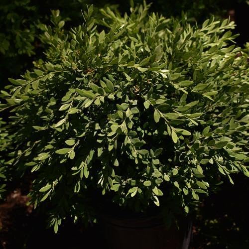 RedCrocus Green Gem' Hybrid Boxwood- Evergreen Shrub for Hedges & Borders, Deer Resistant, Pet Safe, Container Friendly, Well-Drained Soil, Easy Care 1 Gallon