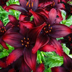 Spectacular Black Out Lily Bulbs for Planting - Beautiful Dark Red/Black Flowers (3 Bulbs)