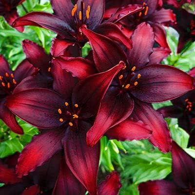 Spectacular Black Out Lily Bulbs for Planting - Beautiful Dark Red/Black Flowers (3 Bulbs)