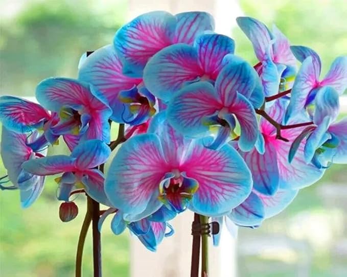 100 Orchid Flower, Rare Phalaenopsis Orchid Seeds, Blue & Pink Perennial Flower Seeds for Planting, Exotic Indoor & Outdoor Orchid Plants