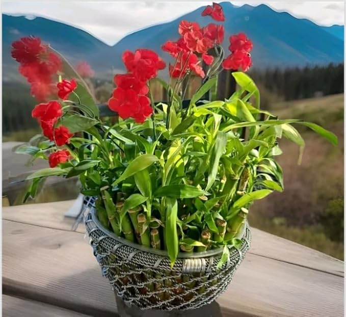 Lucky Bamboo 20 Stalks of Pure Luck, Free Butterfly Stake, No Green Thumb Required! Just add Water, Indoor Perennial Plants, Ideal Gift, Feng Shui