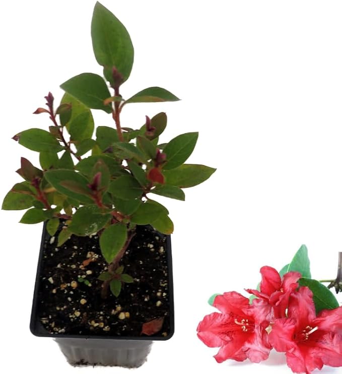 Red Azalea Plant Live, 7 Months Old Rhododendron Like, Azalea Rhododendron Tree Flowers Plants Live Bush in Pot