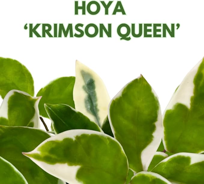 BubbleBlooms Variegated Hoya Carnosa Krimson Queen in a 4 inch Pot