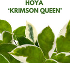 BubbleBlooms Variegated Hoya Carnosa Krimson Queen in a 4 inch Pot