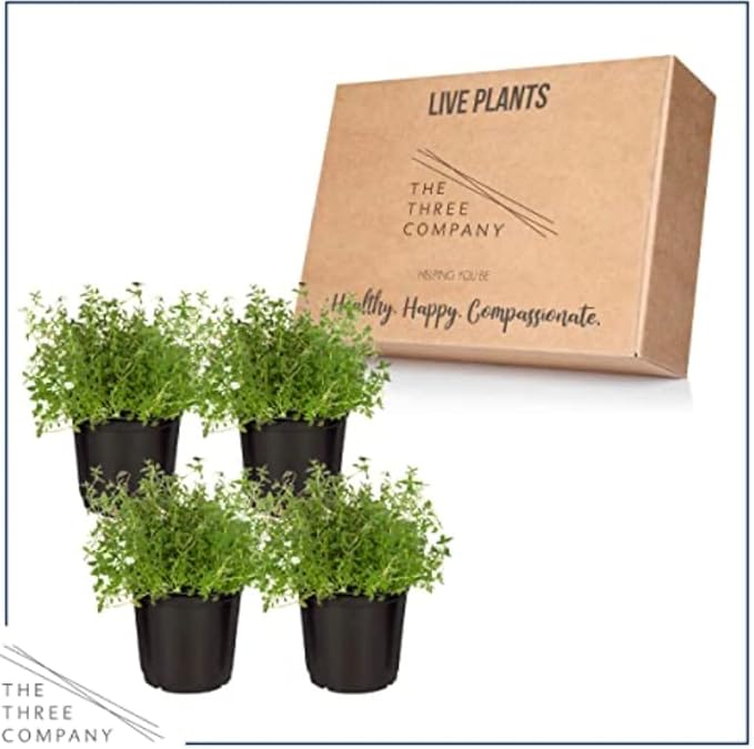 Live Aromatic and Edible Herb - Thyme (4 Per Pack) - Reduces Stress and Anxiety - 6" Tall by 4" Wide