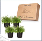Live Aromatic and Edible Herb - Thyme (4 Per Pack) - Reduces Stress and Anxiety - 6" Tall by 4" Wide