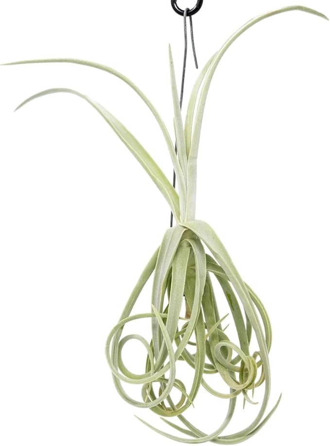 Tillandsia Duratii - Live Tillandsia Succulent House Plants - Home and Garden Decor - Easy Care Indoor/Outdoor Plants (Pack of 5)