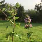 Berries and Cream Mint Live Plants (5-9") - Pack of 3 (Three) - Rare Mentha Sp. Culinary Herb - Sweet Fruity Aroma for Tea & Desserts - Fast Growing Indoor/Outdoor Container Garden