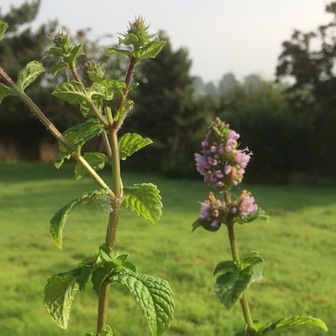 Berries and Cream Mint Live Plants (5-9") - Pack of 3 (Three) - Rare Mentha Sp. Culinary Herb - Sweet Fruity Aroma for Tea & Desserts - Fast Growing Indoor/Outdoor Container Garden
