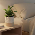 Nihow Self Watering Plant Pot for Indoor Plants: 6 Inch Ceramic Planter with Drainage Hole & Water Storage Plus - Cylinder Flower Pot with Wick for Herbs - Matte White & Brown Star