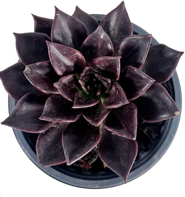 LEAL PLANTS ECUADOR Echeveria Dark Purple (Pack of 2) | Echeveria Succulent Purple Pearl |Natural Décor Plant |Evergreen Live Indoor Plant