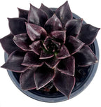 LEAL PLANTS ECUADOR Echeveria Dark Purple (Pack of 2) | Echeveria Succulent Purple Pearl |Natural Décor Plant |Evergreen Live Indoor Plant