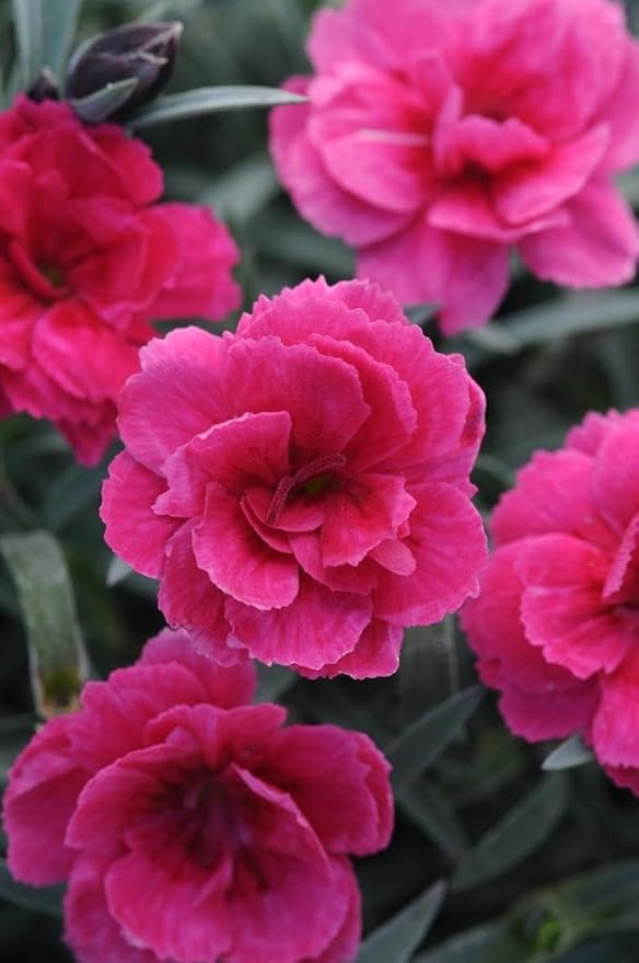 RedCrocus Everlast Peach' Pinks, Sweet William Dianthus- Vibrant Fragrant Blooms, Pollinator Attractant, Container & Border Plant, Pet Safe, Easy Care, Hardy Zones 3-8 1 Gallon (Pack of 12