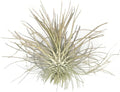 Thin Colored Air Plant, Live Tillandsia House Plant, Easy Care Indoor Outdoor, Great Gift, Healthy Arrival Guaranteed, (Gold)
